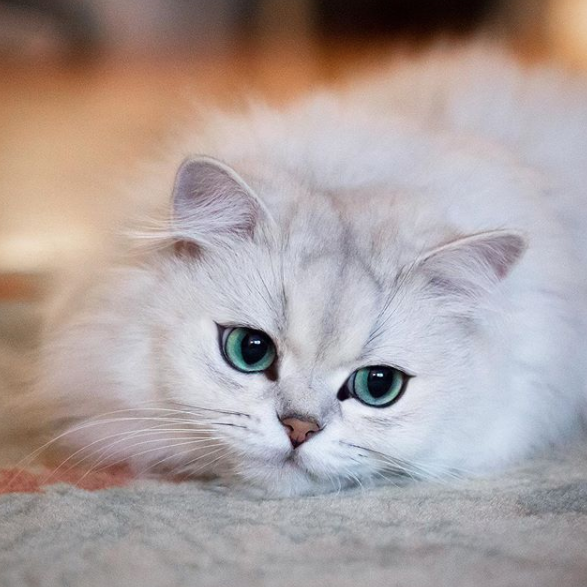 Top 10 the most beautiful  cats  on Instagram Chilled Cat  