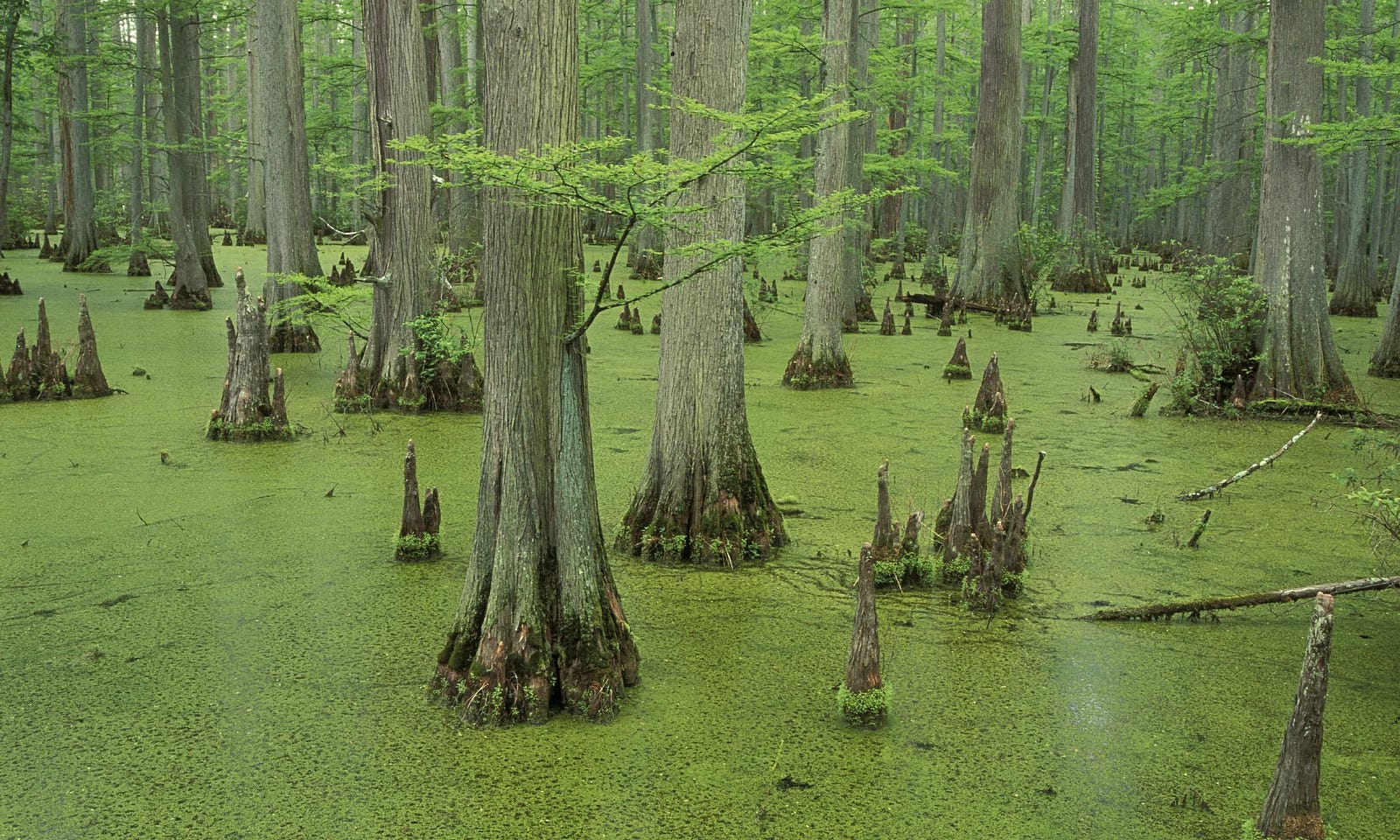 Képtalálat a következőre: „swamp”