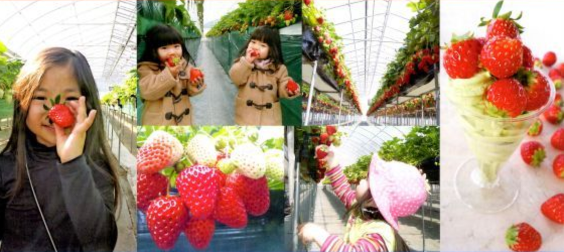 6 Best Strawberry Picking Farms near Tokyo in 2019