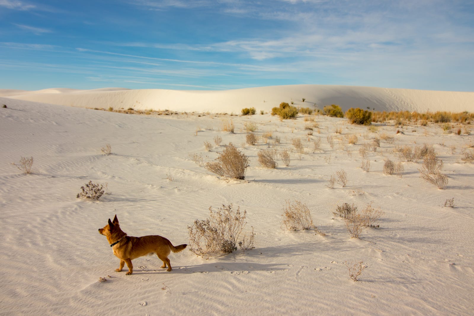 White Sands National Monument Discovery of the Desert Fox