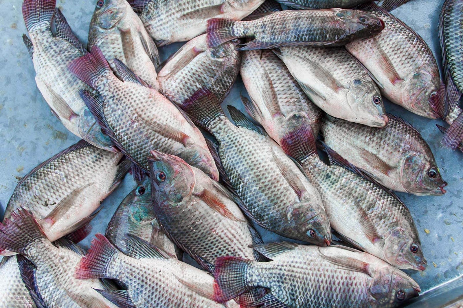 Aquaculture and tilapia a fish that may tip the balance