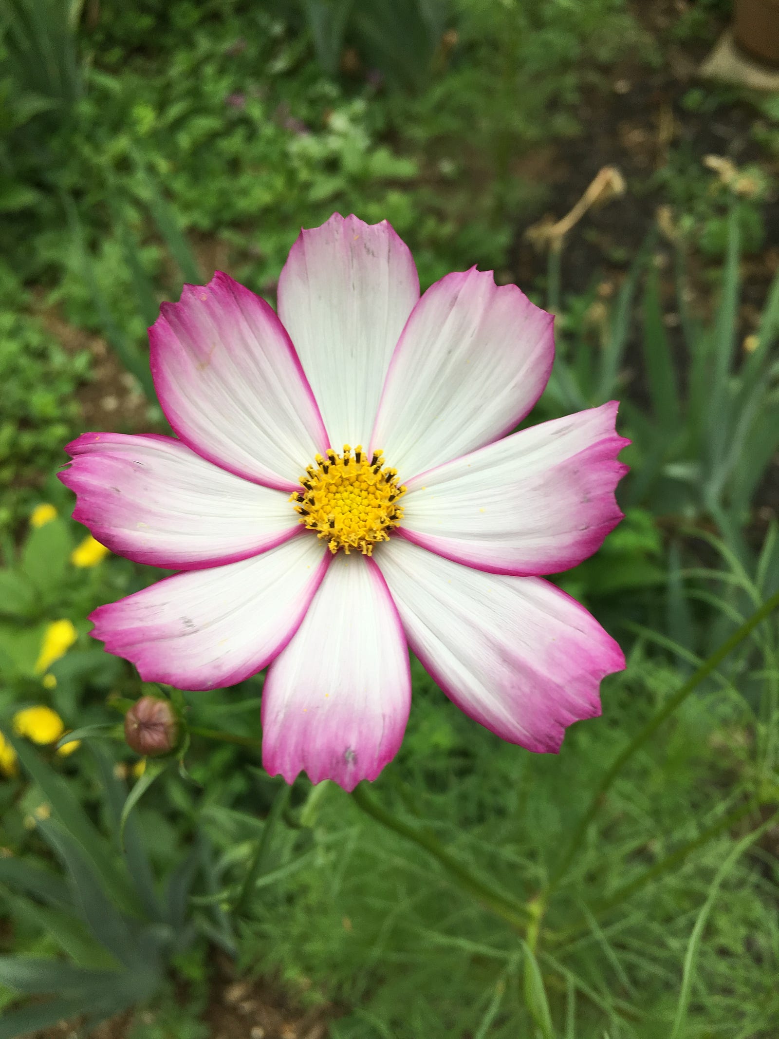day 1157 — garden — haibun journey beauty each day – finding beauty
