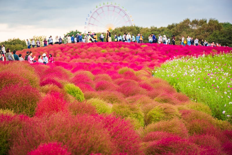 Ibaraki Prefecture’s Hitachi Seaside Park.