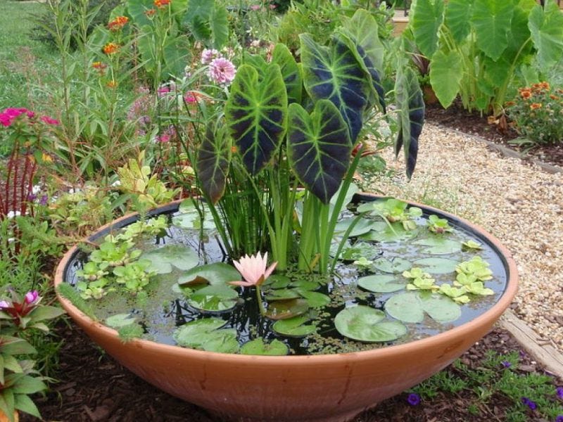 Pond in a Water Pot: The Ideal Way To Garden – Emma Sand – Medium