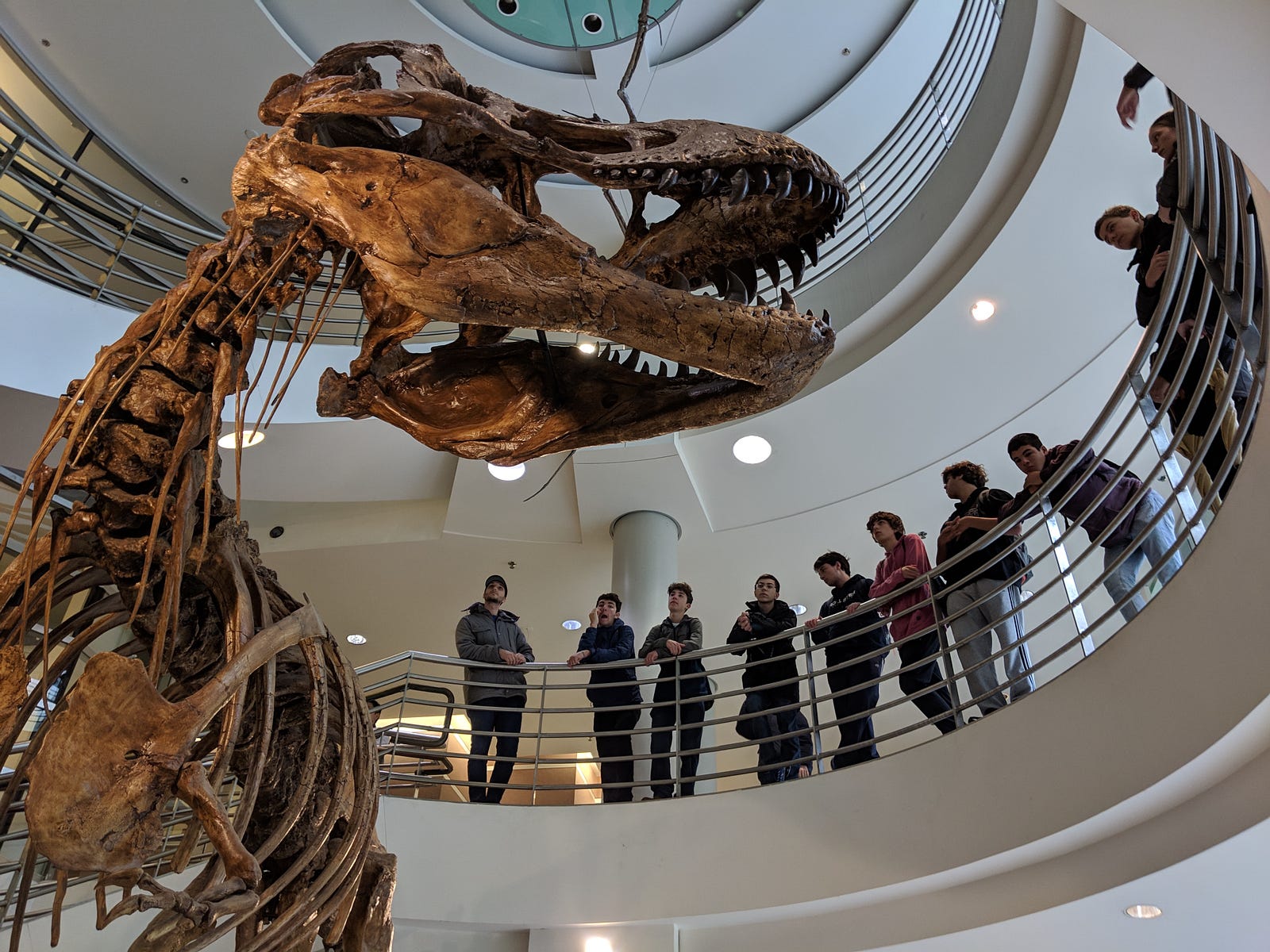 A T-Rex Skeleton at UC Berkeley
