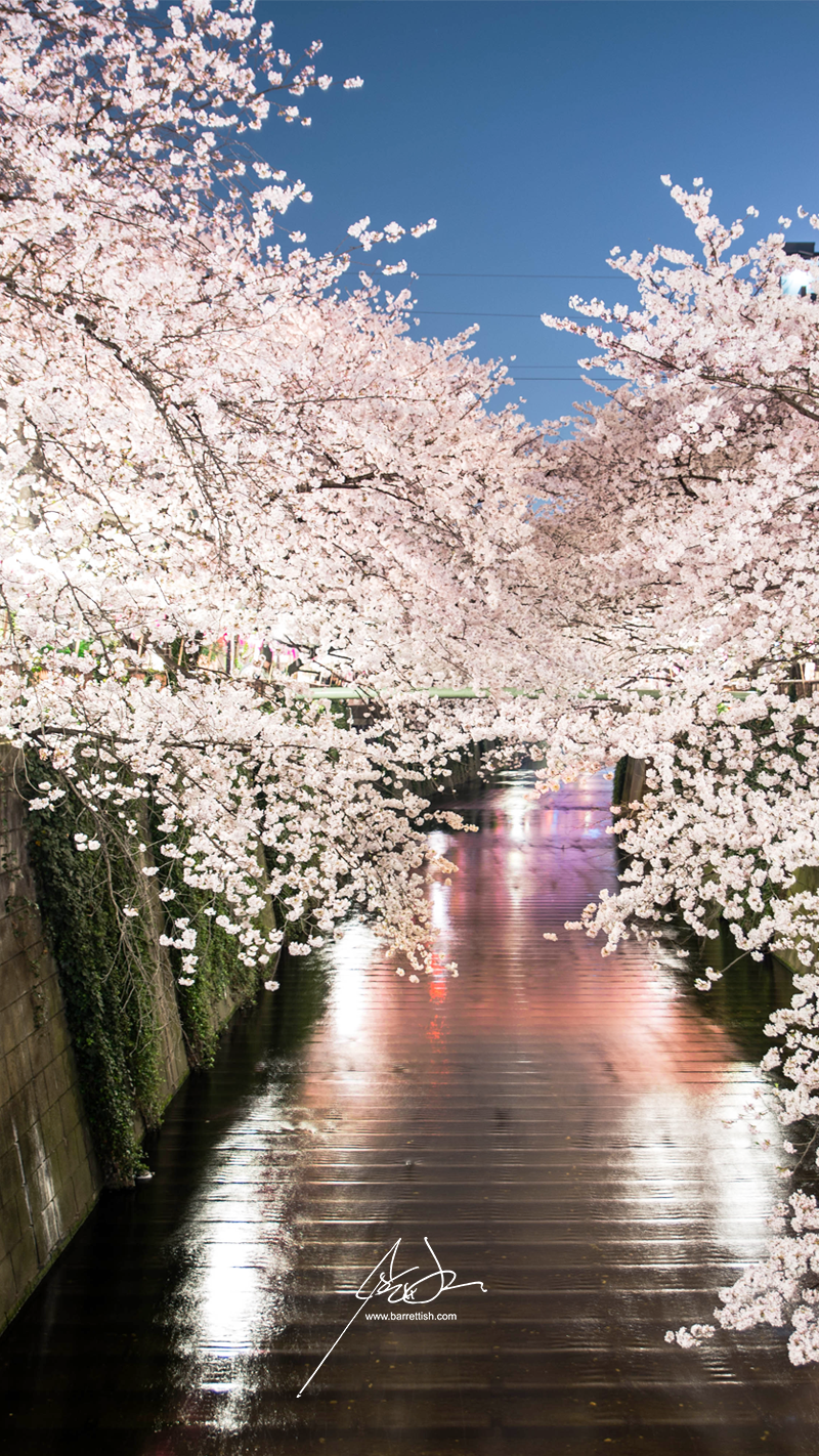 Japans Cherry Blossom Wallpapers Barrett Ishida Medium