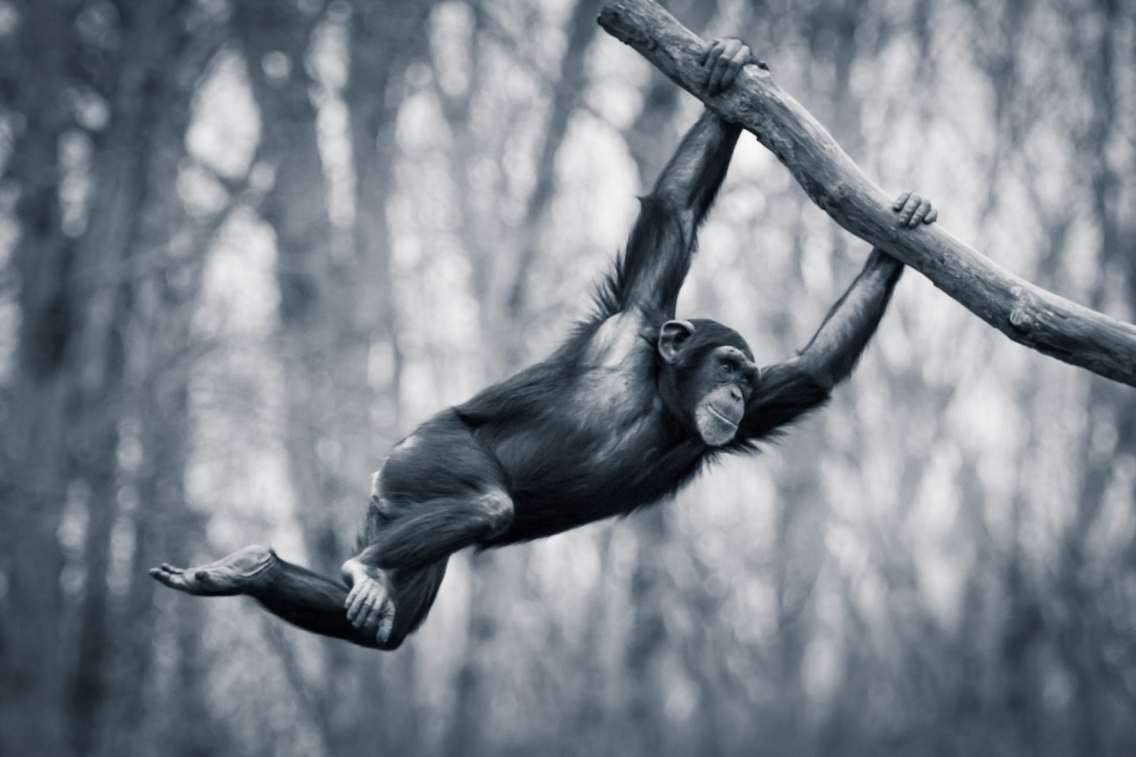 the-swinging-chimp-marketing-today-medium