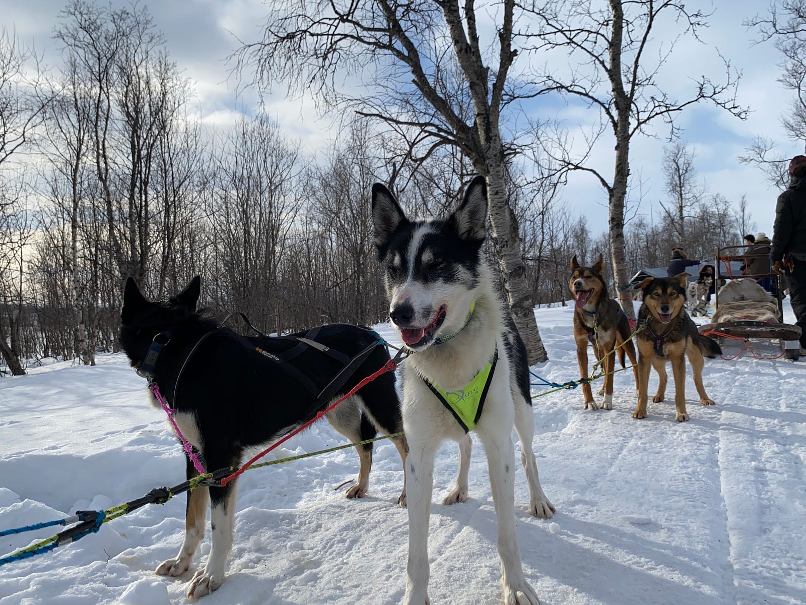 Kiruna 瑞典 哈士奇