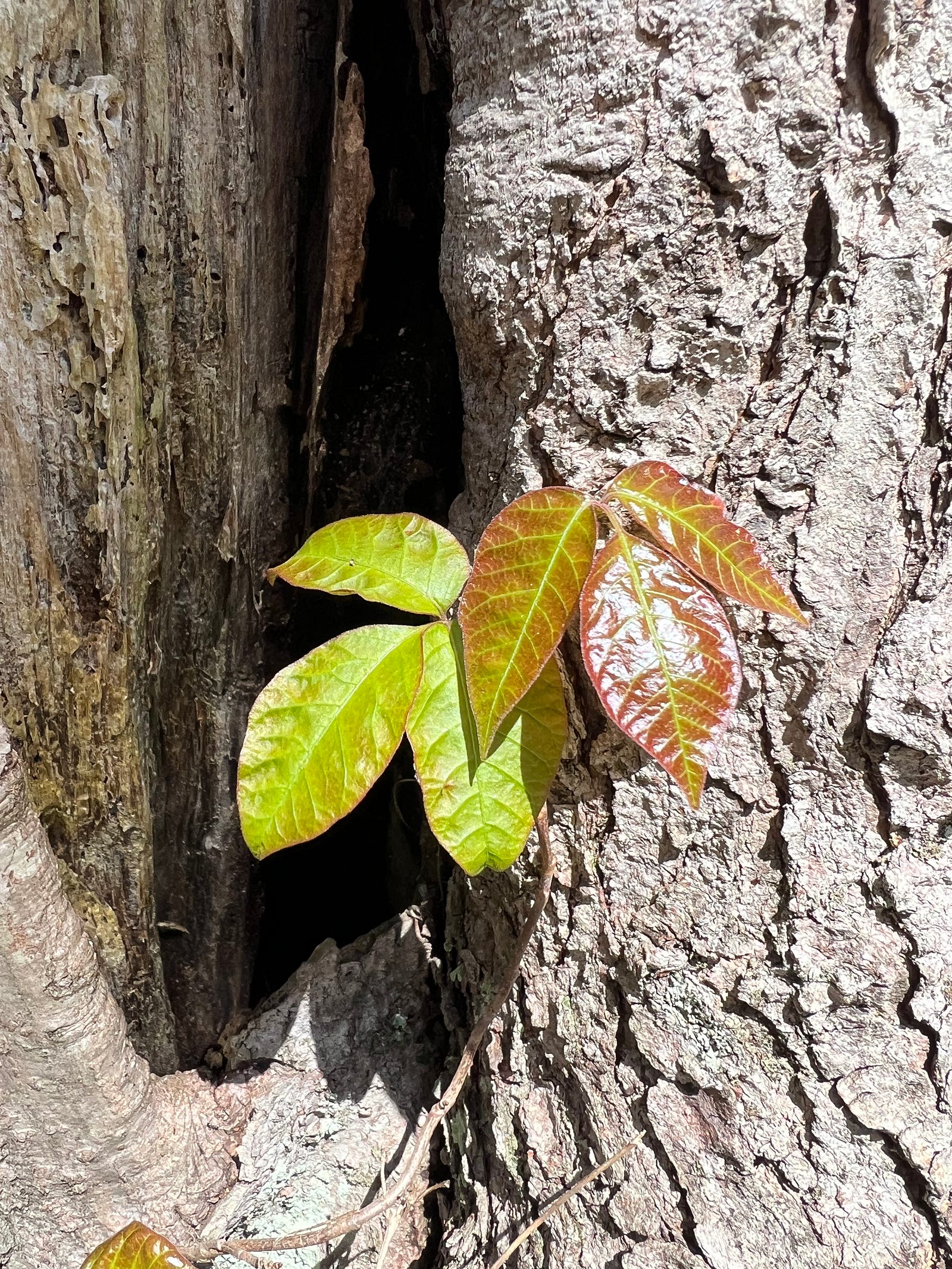 New leaves of poison ivy, colored bright green and bronze in the Merritt Family Forest, Mystic, CT