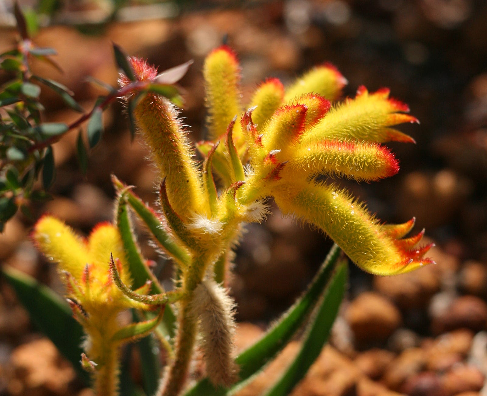25 Beautiful Australian Wildflowers The Philipendium Medium