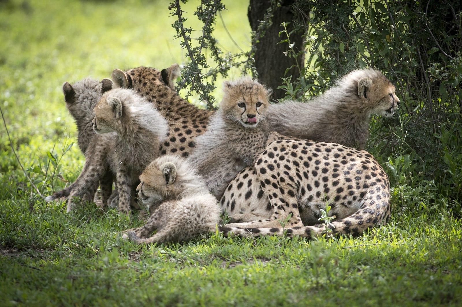 Fascinating Facts: Cheetah – WildArk Journal – Medium