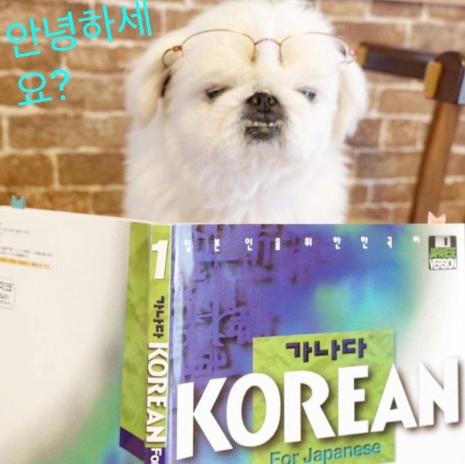 i can t speak even a little japanese or korean and here he is mastering both if this doesn t deserve a follow i don t know - famous dogs to follow on instagram