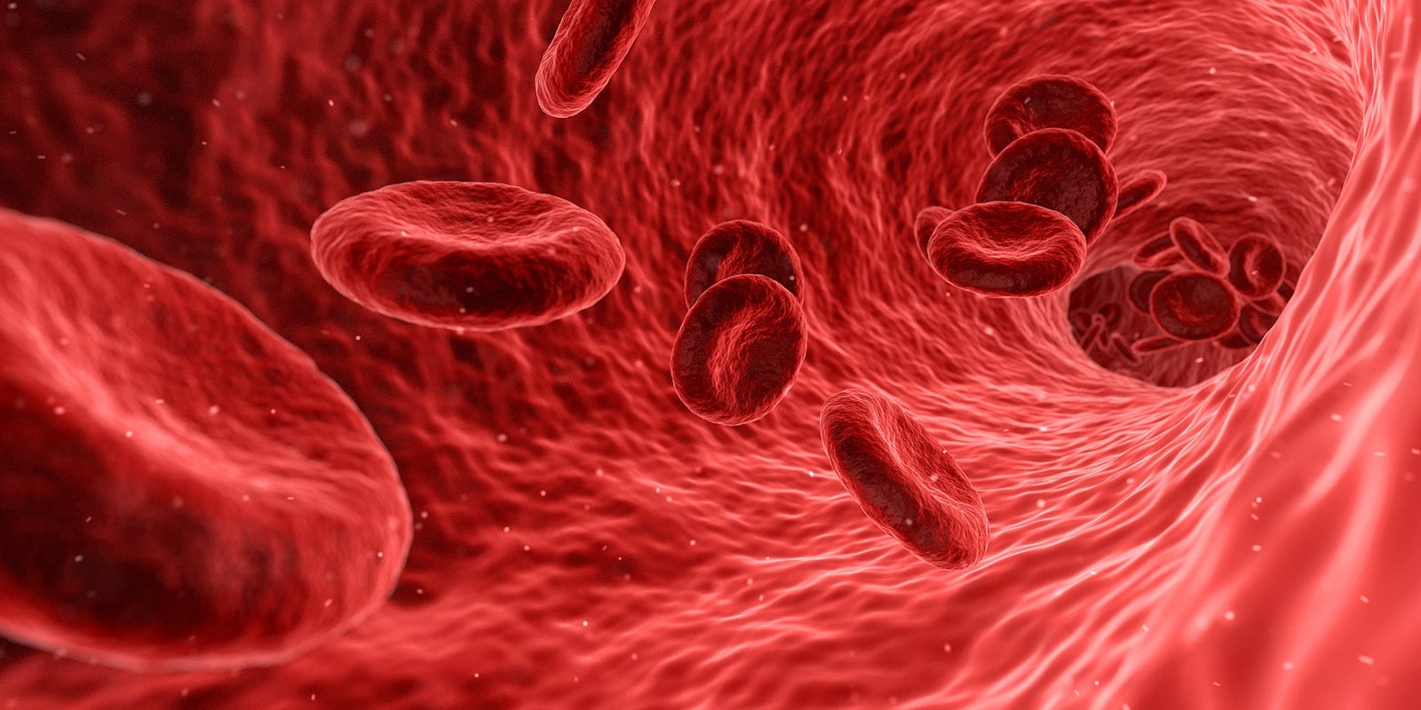 Image result for bloodflow
