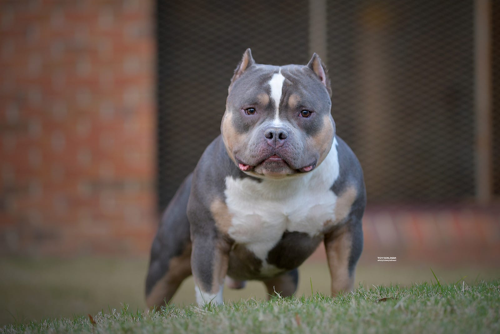 From 1 of The Best Tri American Bully in the WORLD; Amazing Blue Tri Pocket  Pit Bully Pups Dax Edge 