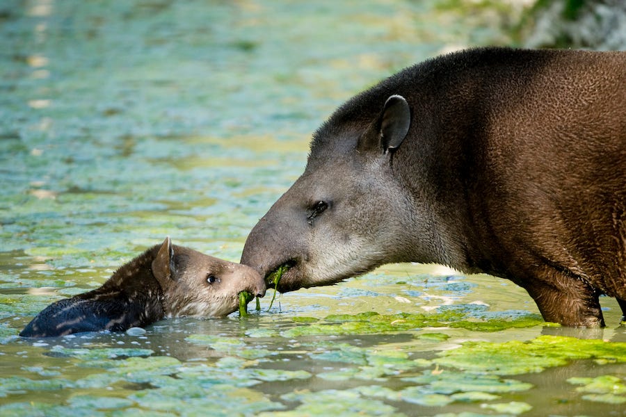 10 Things You Need to Know About Tapirs – TED Fellows