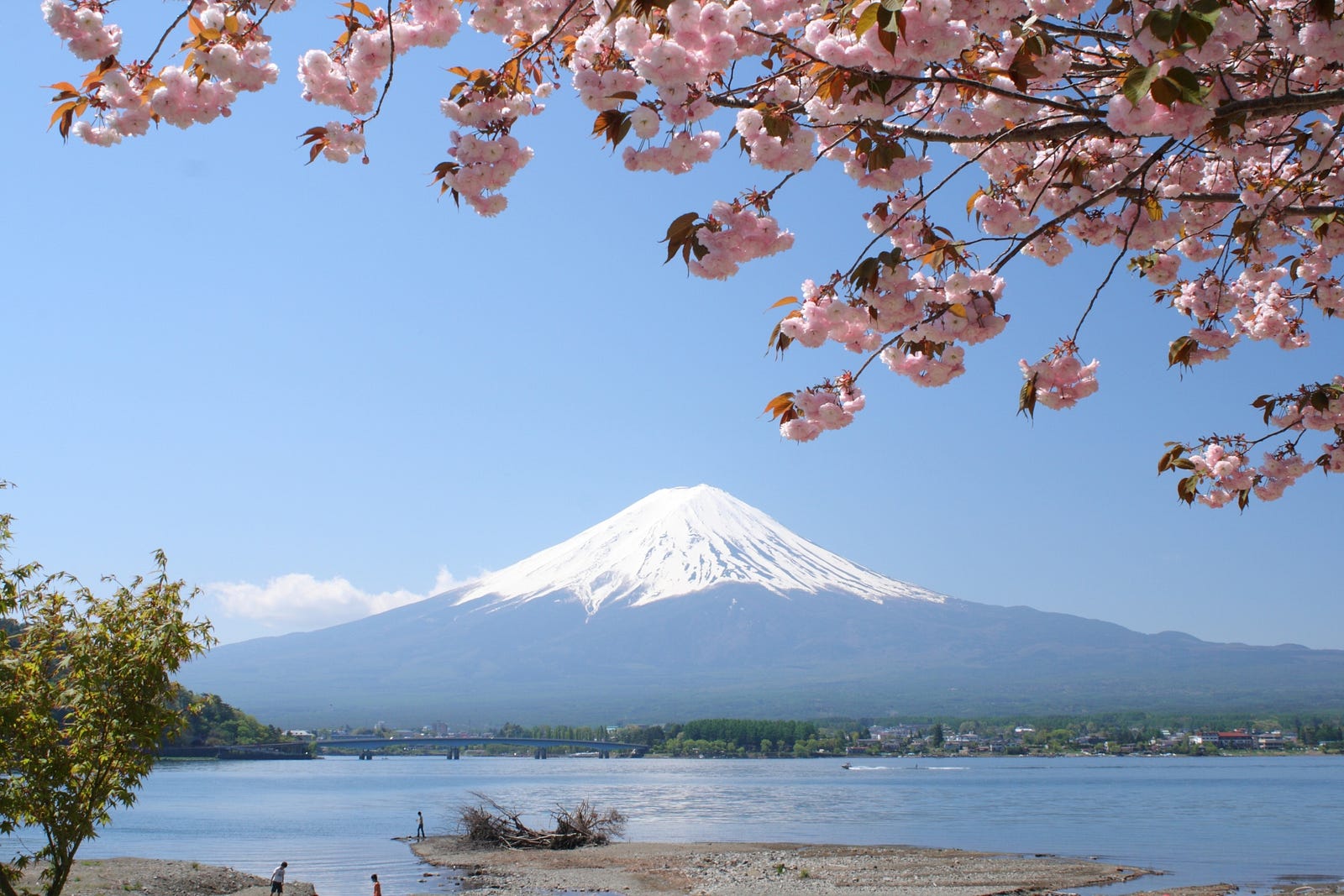 5 Best Cherry  Blossom Spots around Mt  Fuji  2022 Japan 