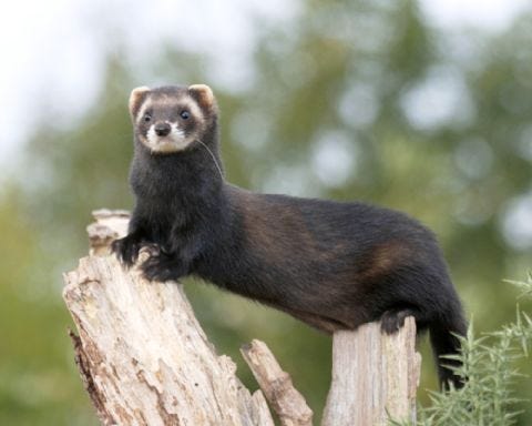 European Polecat Vs Domestic Ferret: Which One Is Best As a Pet
