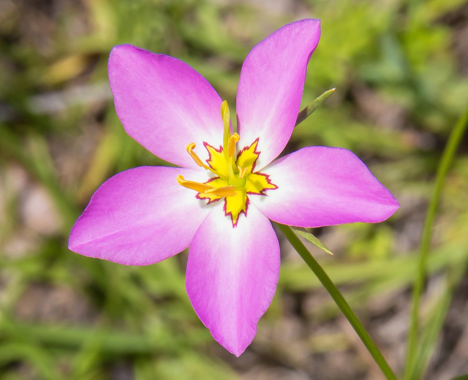 25 of the Most Beautiful Wildflowers in The Philipendium Medium