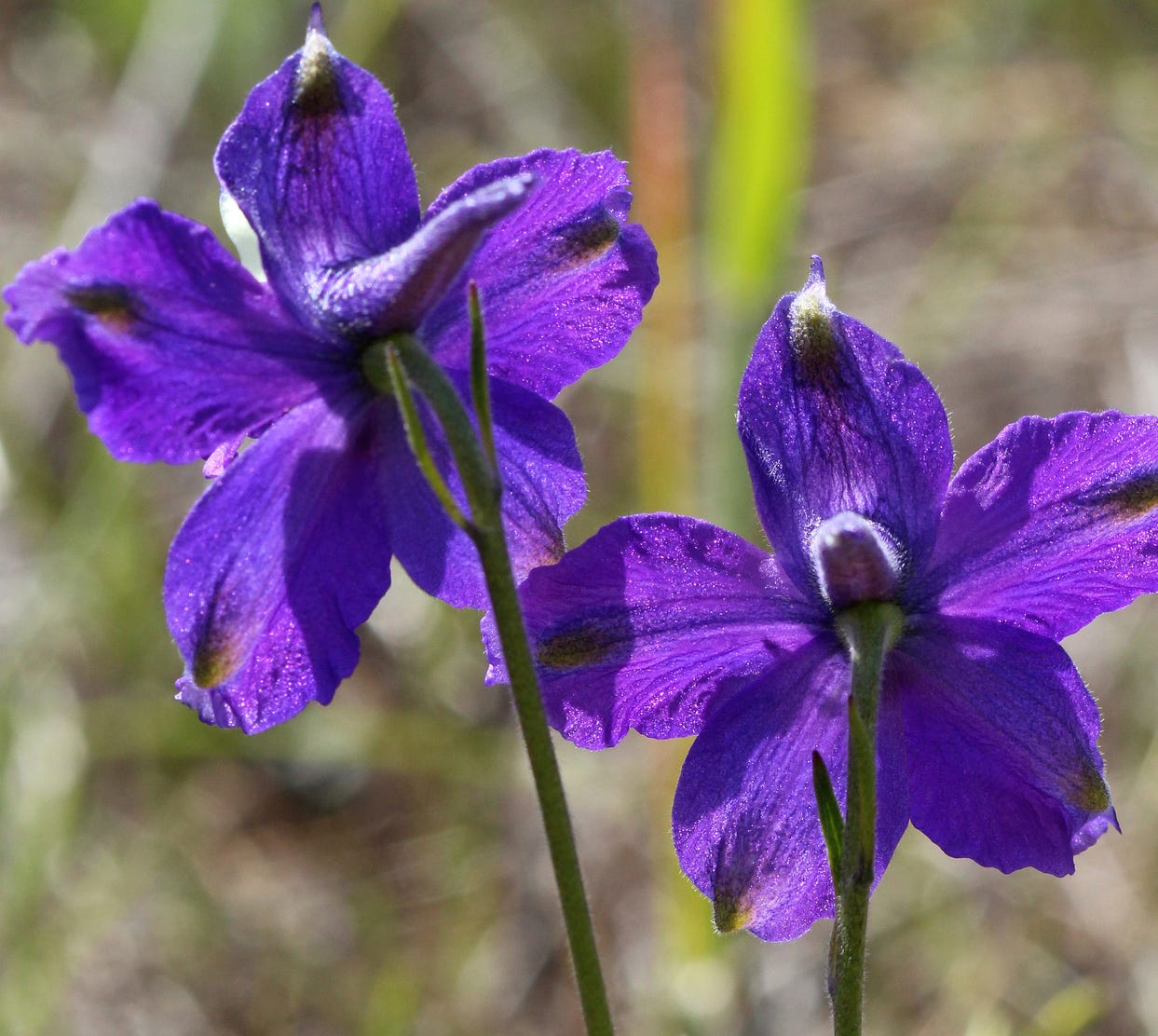 25 of the Most Beautiful Wildflowers in California The Philipendium