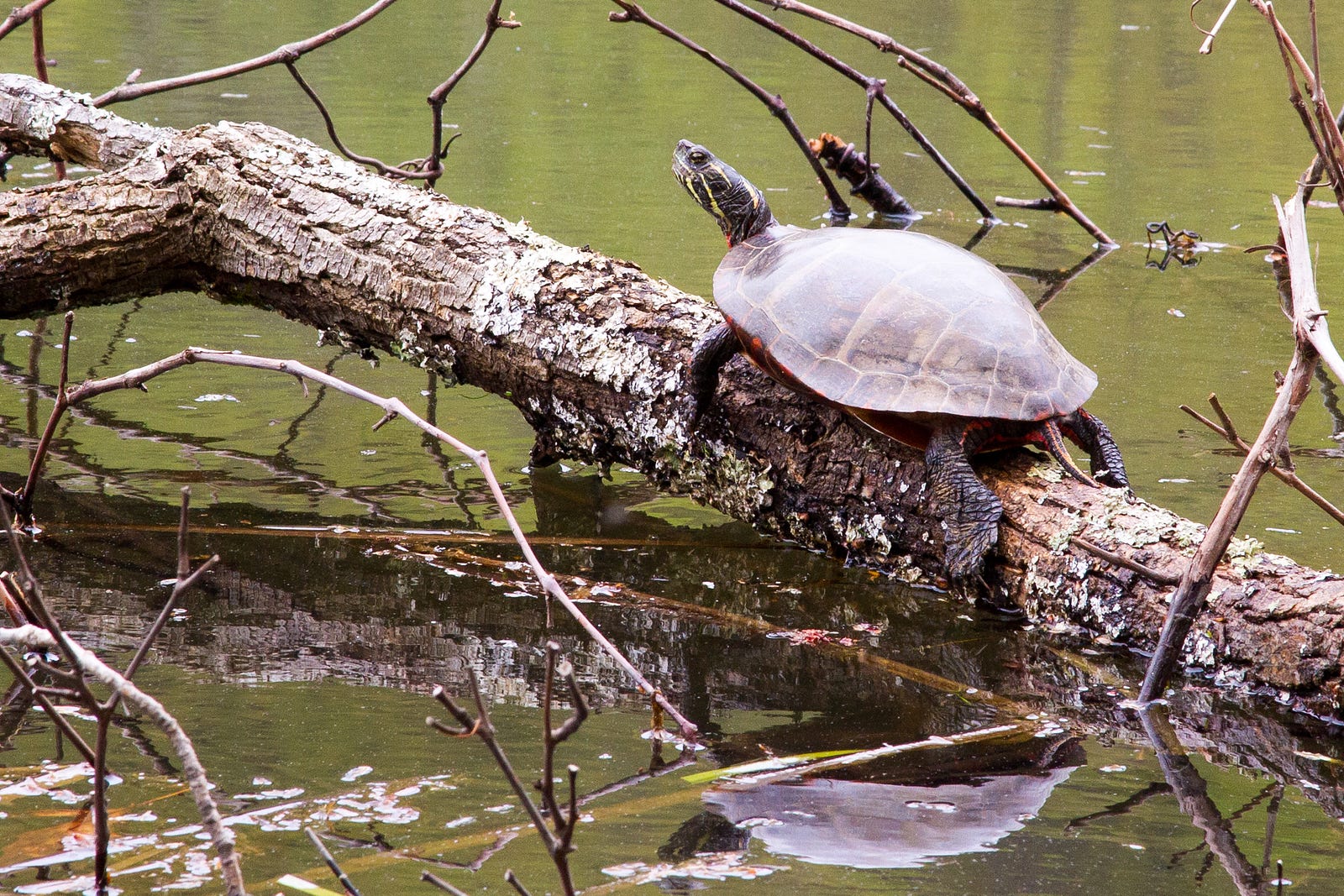 Saturday Species Spotlight Eastern Painted Turtle Mohonk Preserve