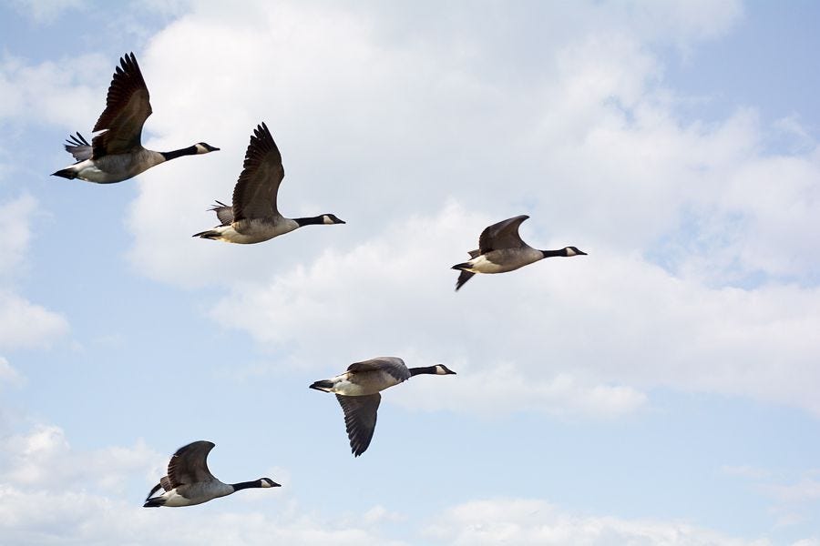 canadian geese