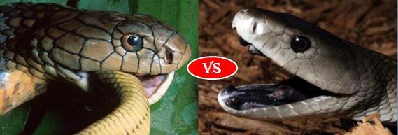 Black Mamba Vs King Cobra- Deadly Fight – Chirag Sachdeva – Medium