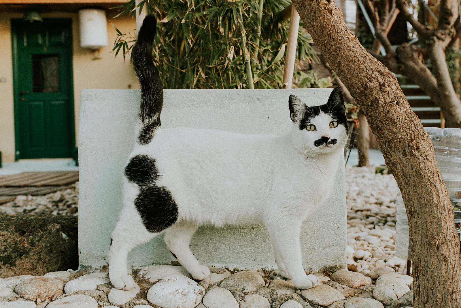 A black and white cat poses in front of a white planter, showing off its mustache.