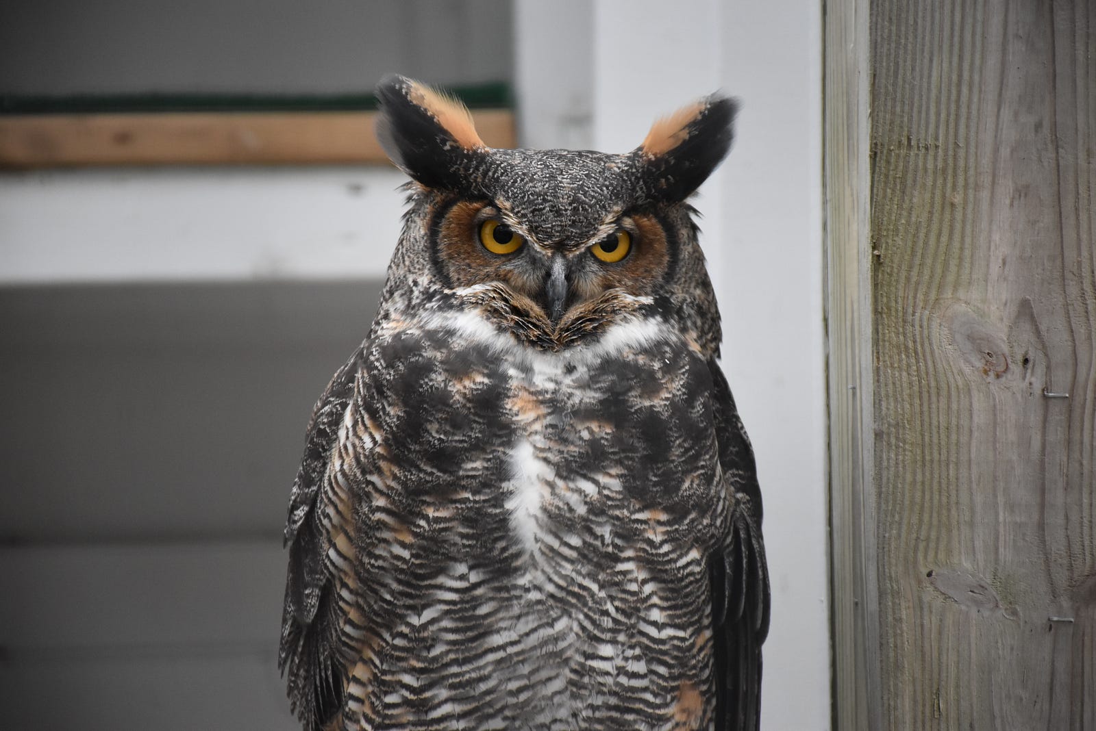 the day of the owl reflection Pictures of the day: who saw his own reflection in the owl's pupils the retired civil servant stood completely still so not to spook the enormous owl. the day of the owl reflection Pictures of the day: who saw his own reflection in the owl's pupils the retired civil servant stood completely still so not to spook the enormous owl.