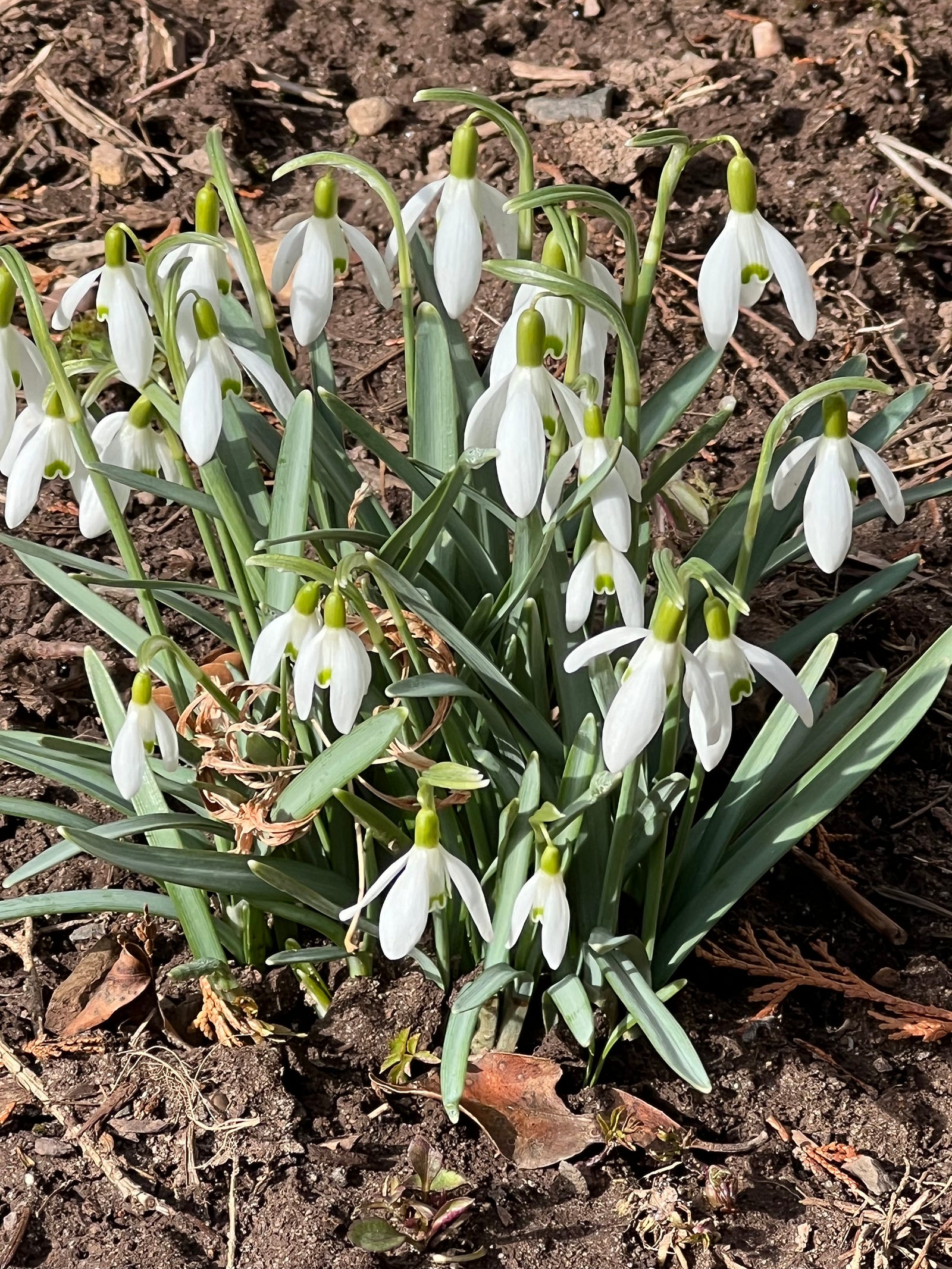 Photo of blooming snowbells at Holy Family retreat Center in Hartford, CT