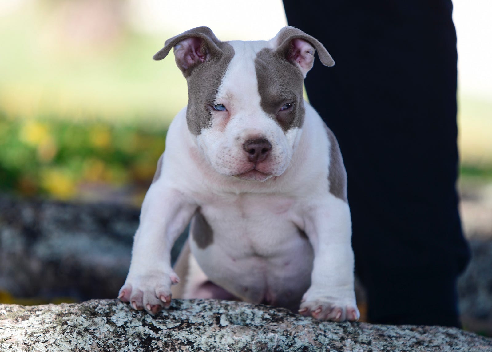 Incredible Pocket Bully Puppies For Sale #1 American Bully Bloodline
