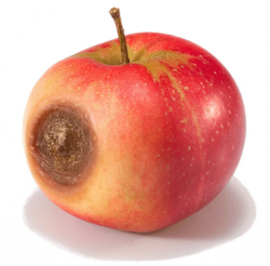 an apple gone bad