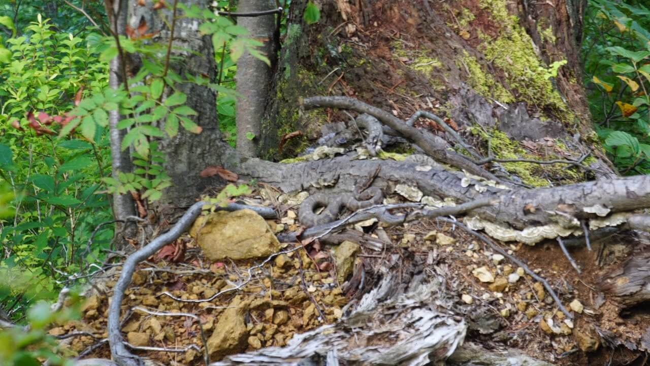 A Mamushi Pit Viper waits on a dead tree along the path up Mt. Fujikura