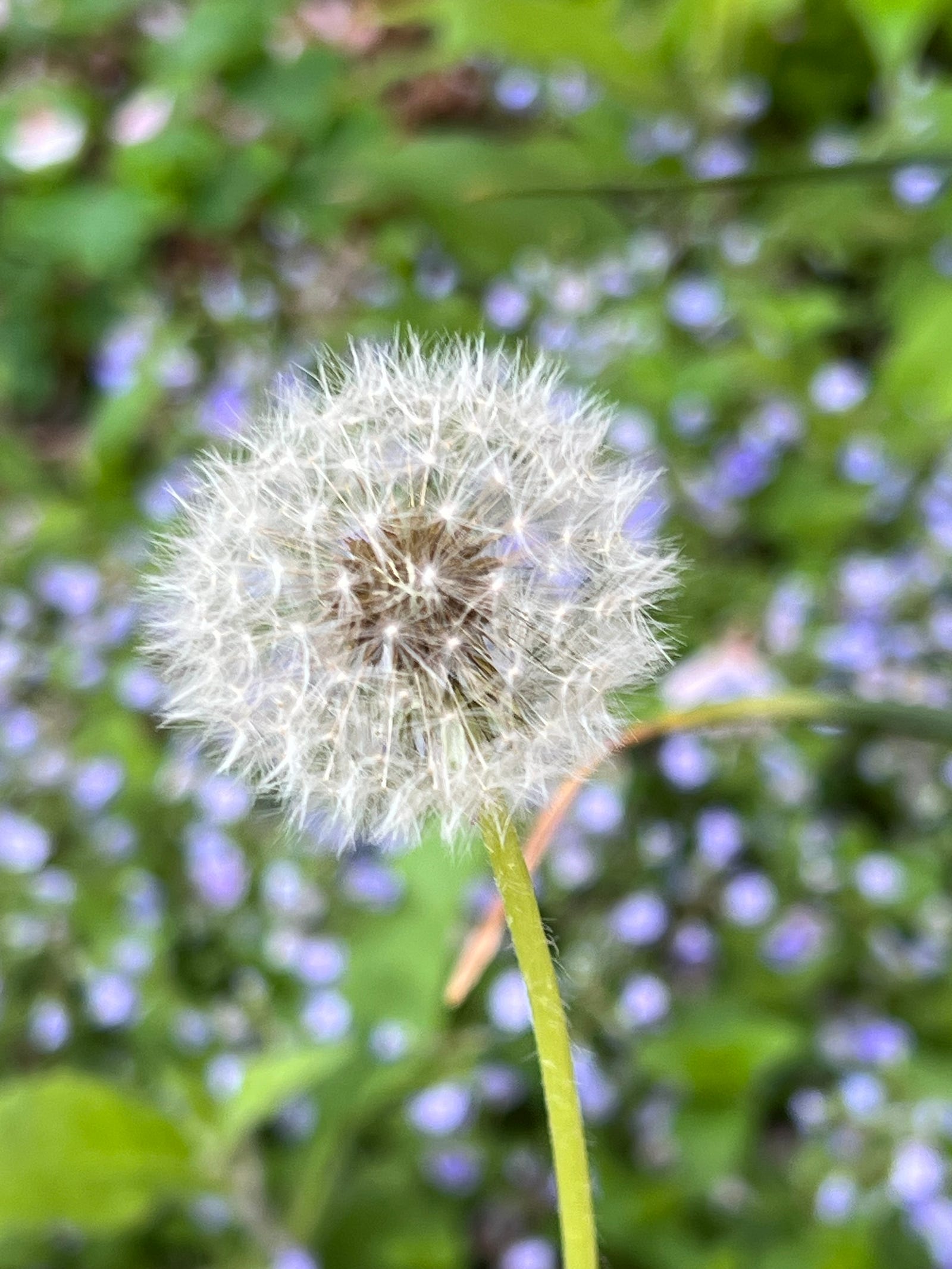 Photo of a dandelion seed-head, as yet unscattered by the Breath of God.