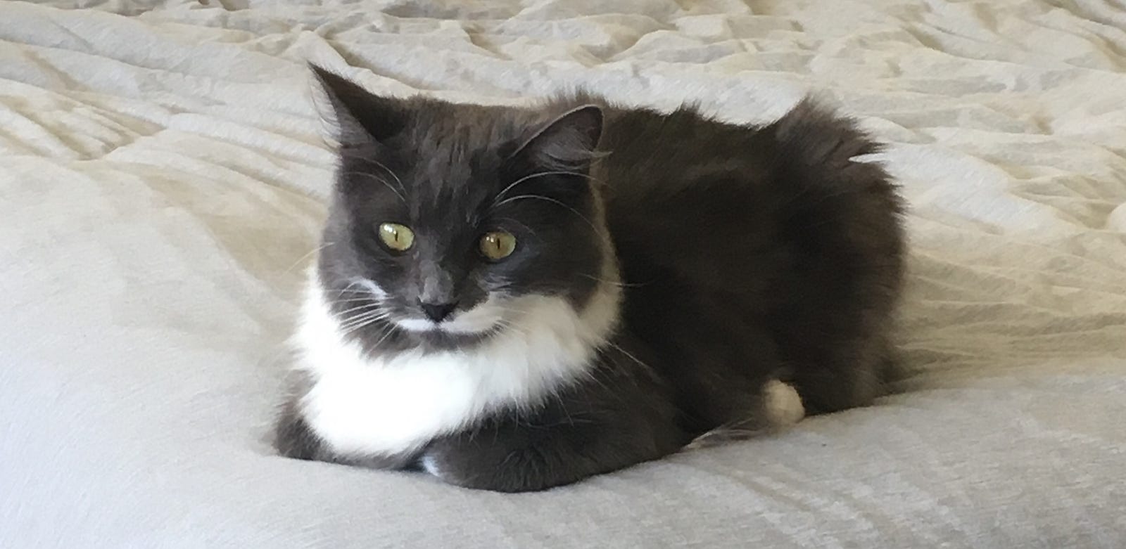 So You Re Going To Watch My Cat I Mean Apartment Allison Page Medium So You Re Going To Watch My Cat I Mean Apartment