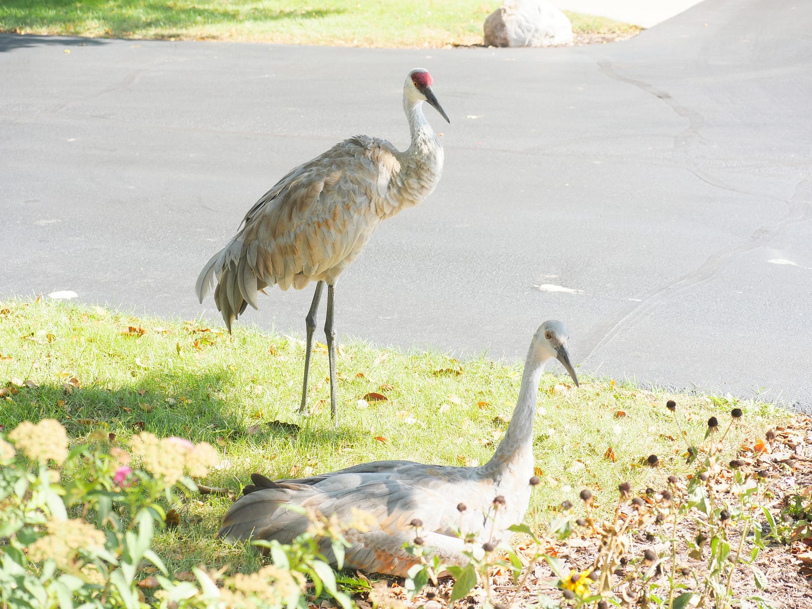 crane-symbolism-meaning-totem-spirit-omens-world-birds