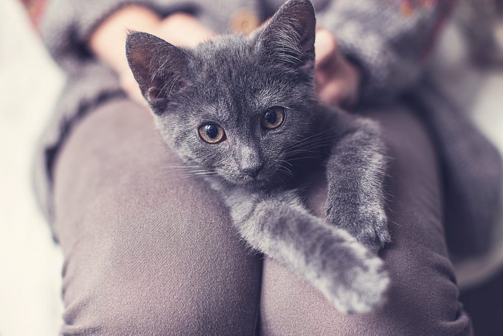 Why your cat loves to lie on you Chilled Cat Medium