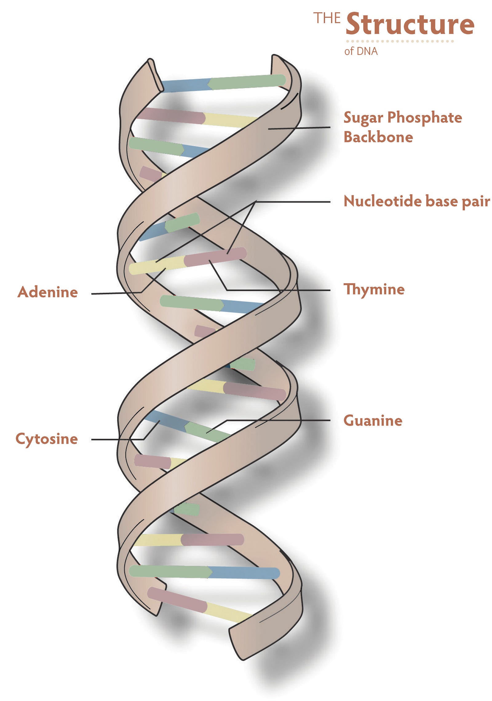 What is DNA and how does it work?
