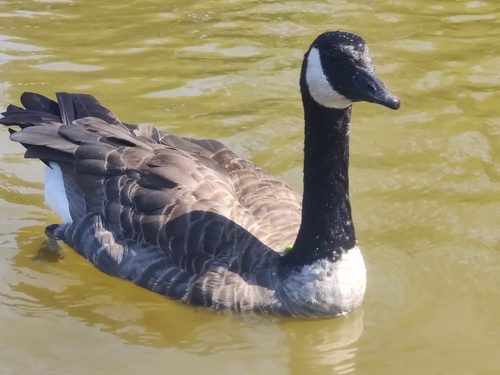 Goose with a pea on its back.