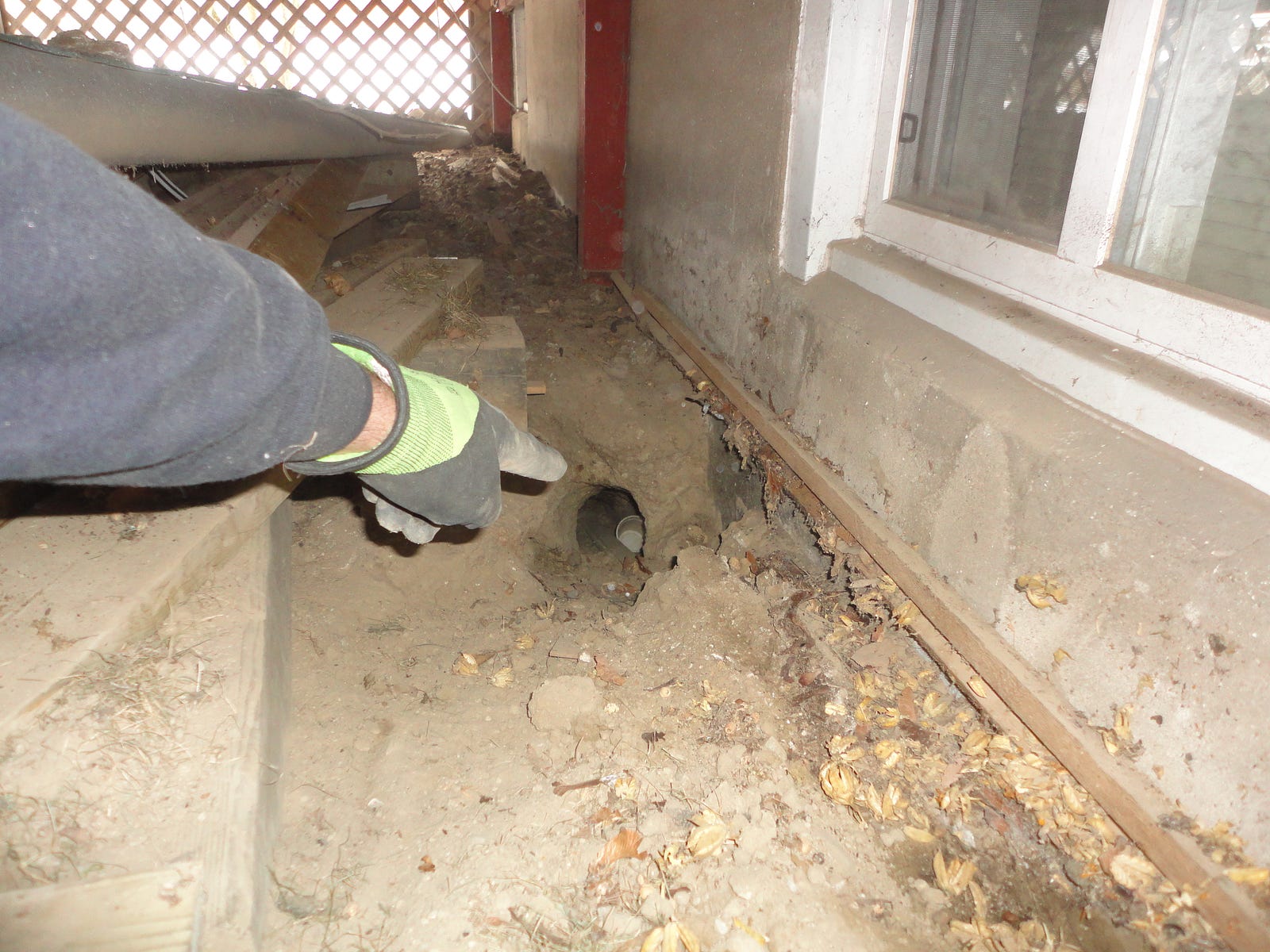 There’s A Skunk Under The Porch! RobCampbell Medium