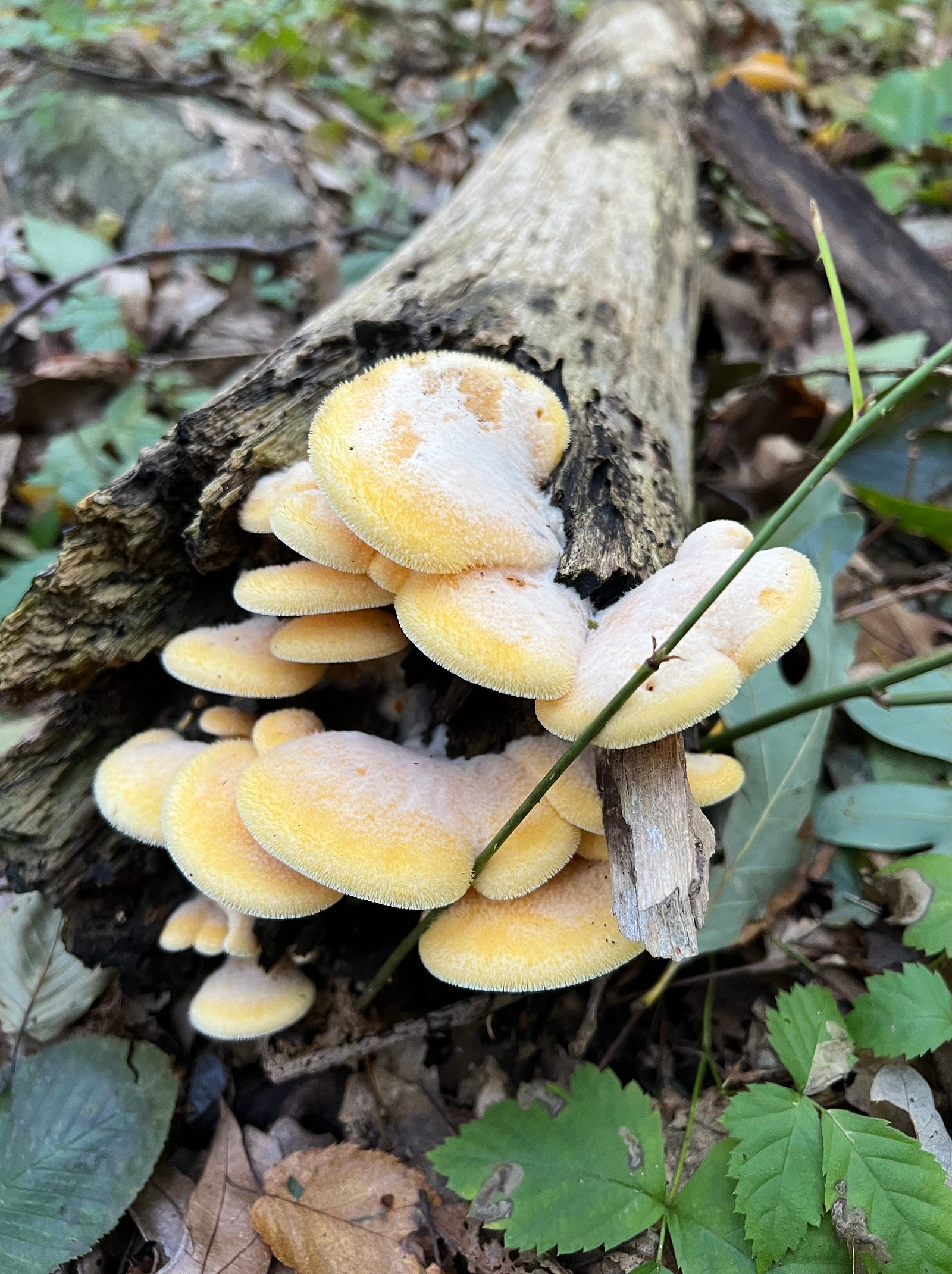 Photo of mushrooms in the Merritt Family Forest, Mystic, CT