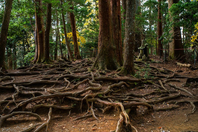 The gnarled roots of a tree on the hike from Kurama-dera to Kifune Shrine