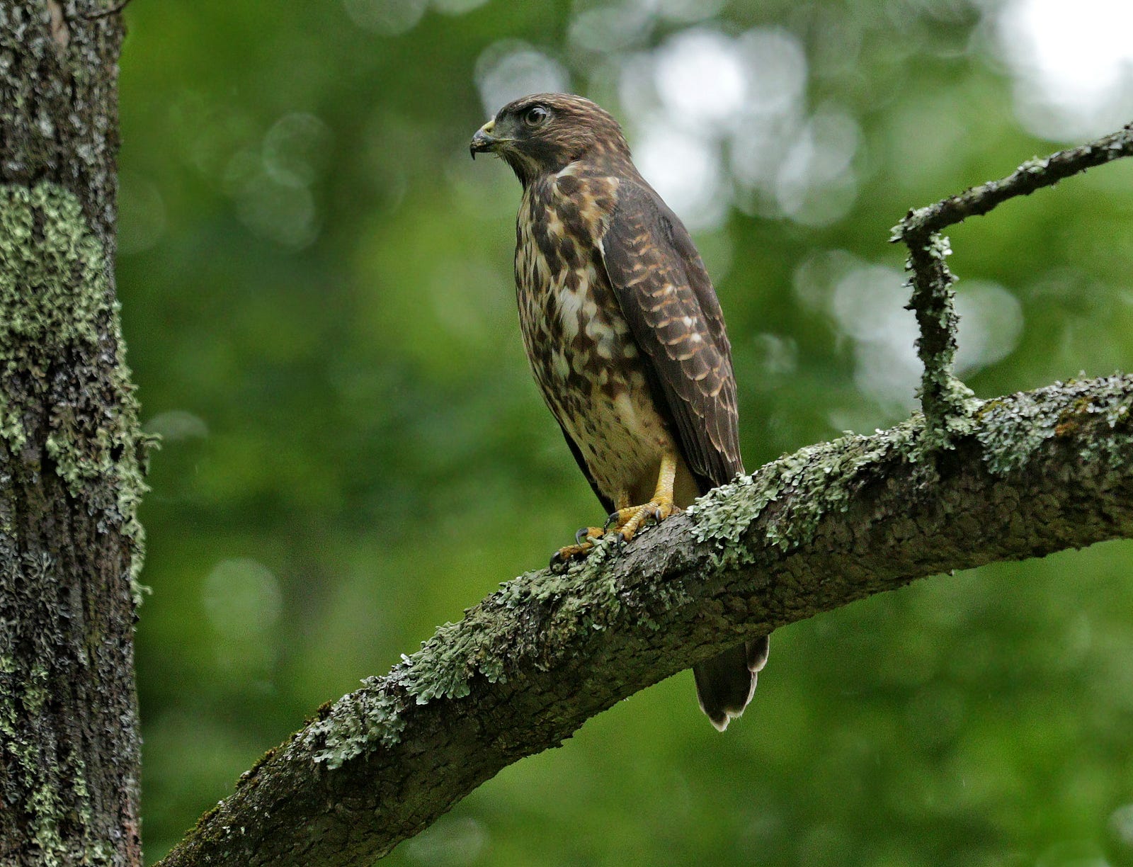 Species Spotlight Broadwinged Hawk Mohonk Preserve Medium