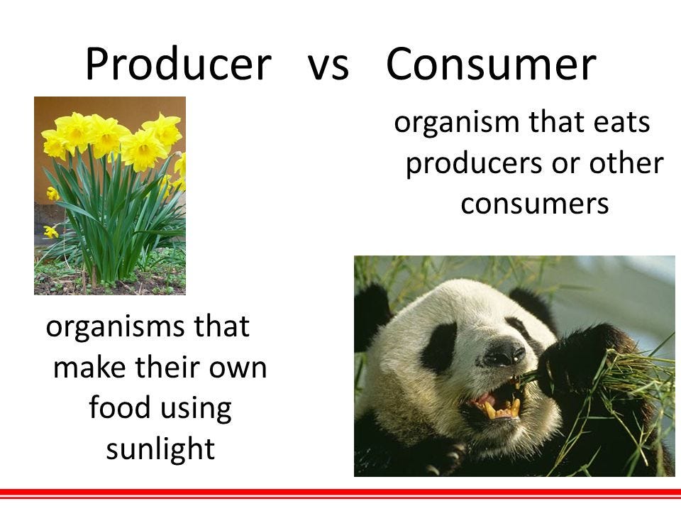 what is the difference between producers and consumers in an ecosystem