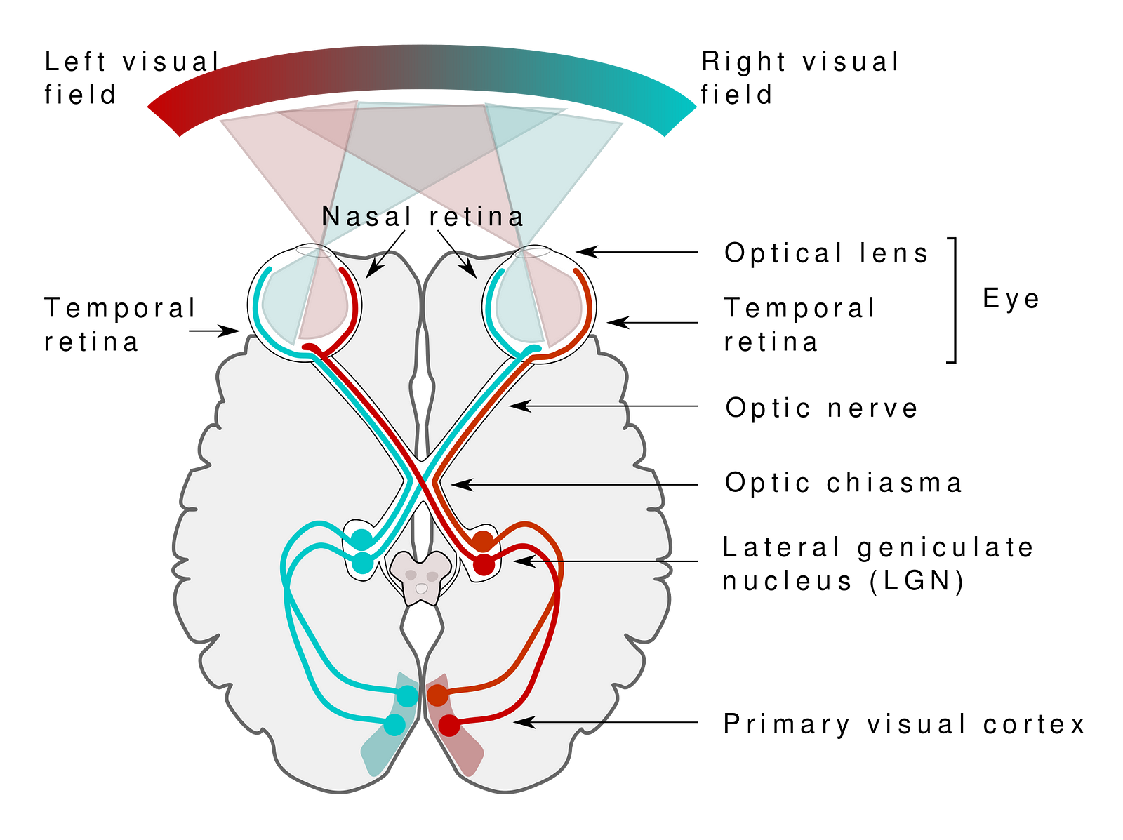 an-intuitive-guide-to-convolutional-neural-networks