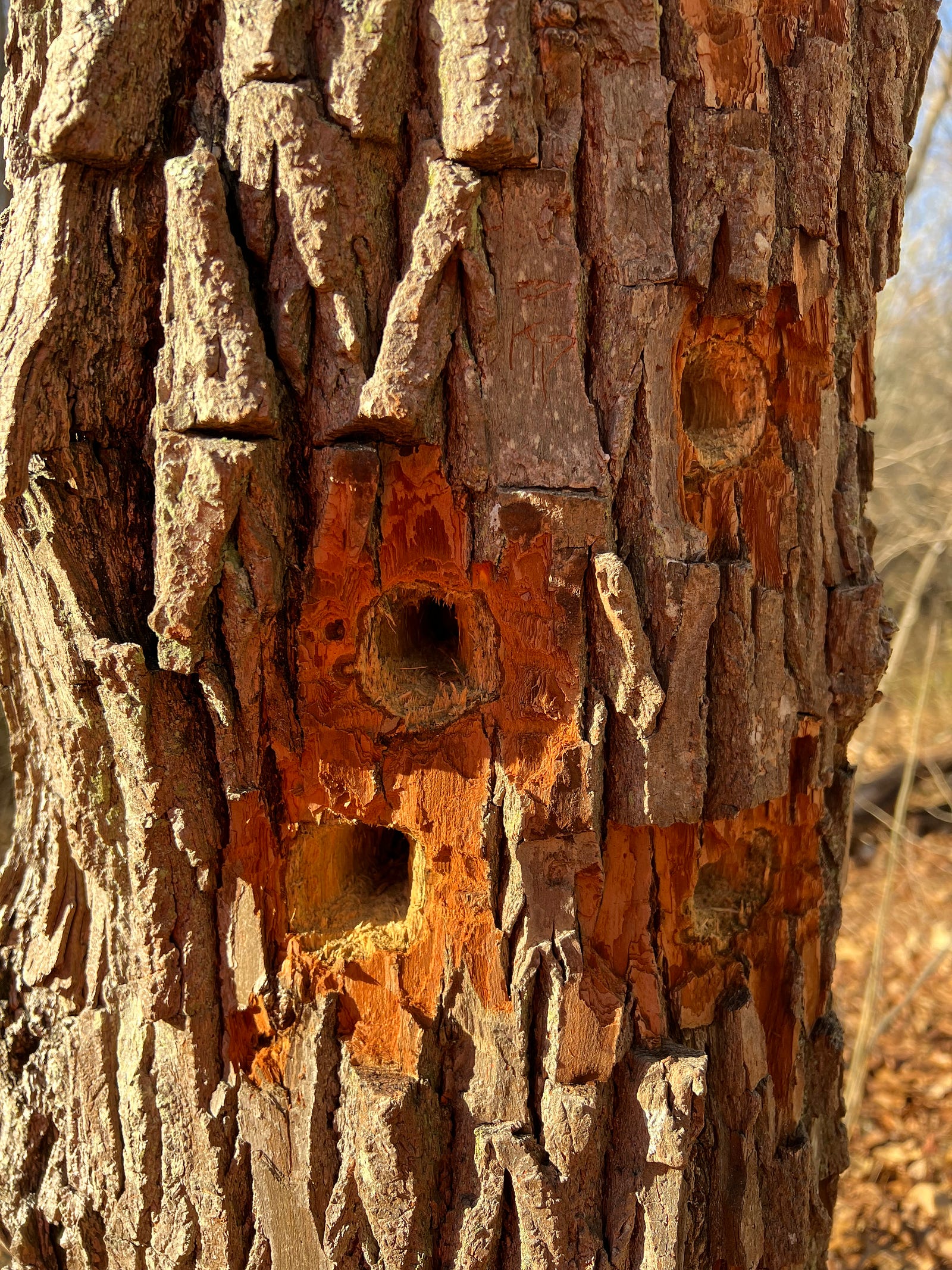 Photo of a dead tree riddled with woodpecker holes in the Merritt Family Forest, Mystic, CT