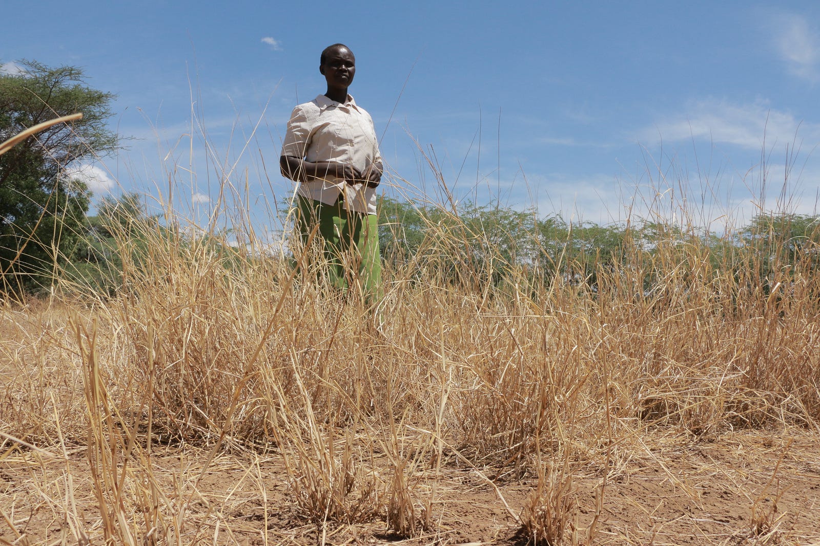 Types Of Hay Grass In Kenya