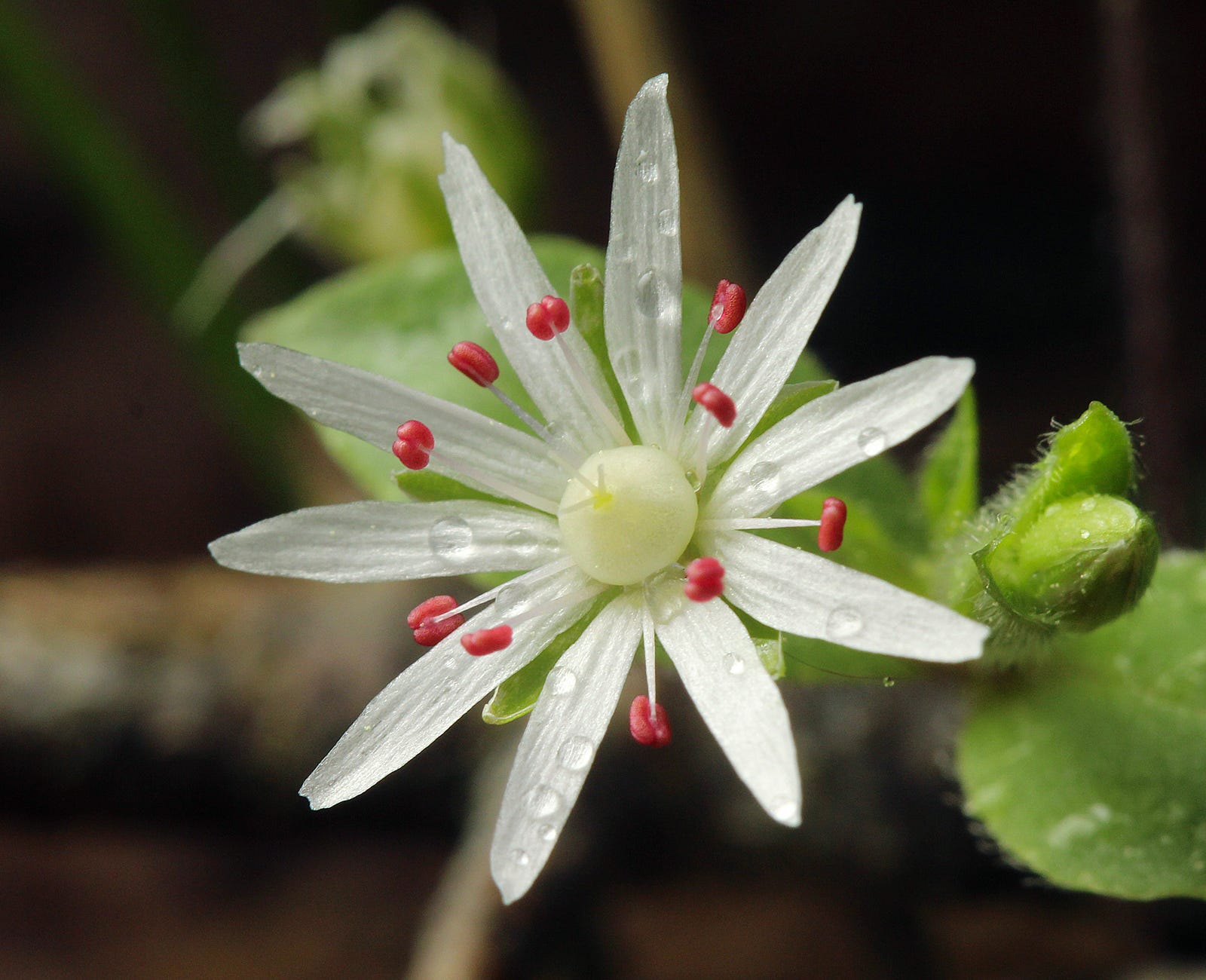 25 of the Most Beautiful Wildflowers in Georgia – The Philipendium – Medium