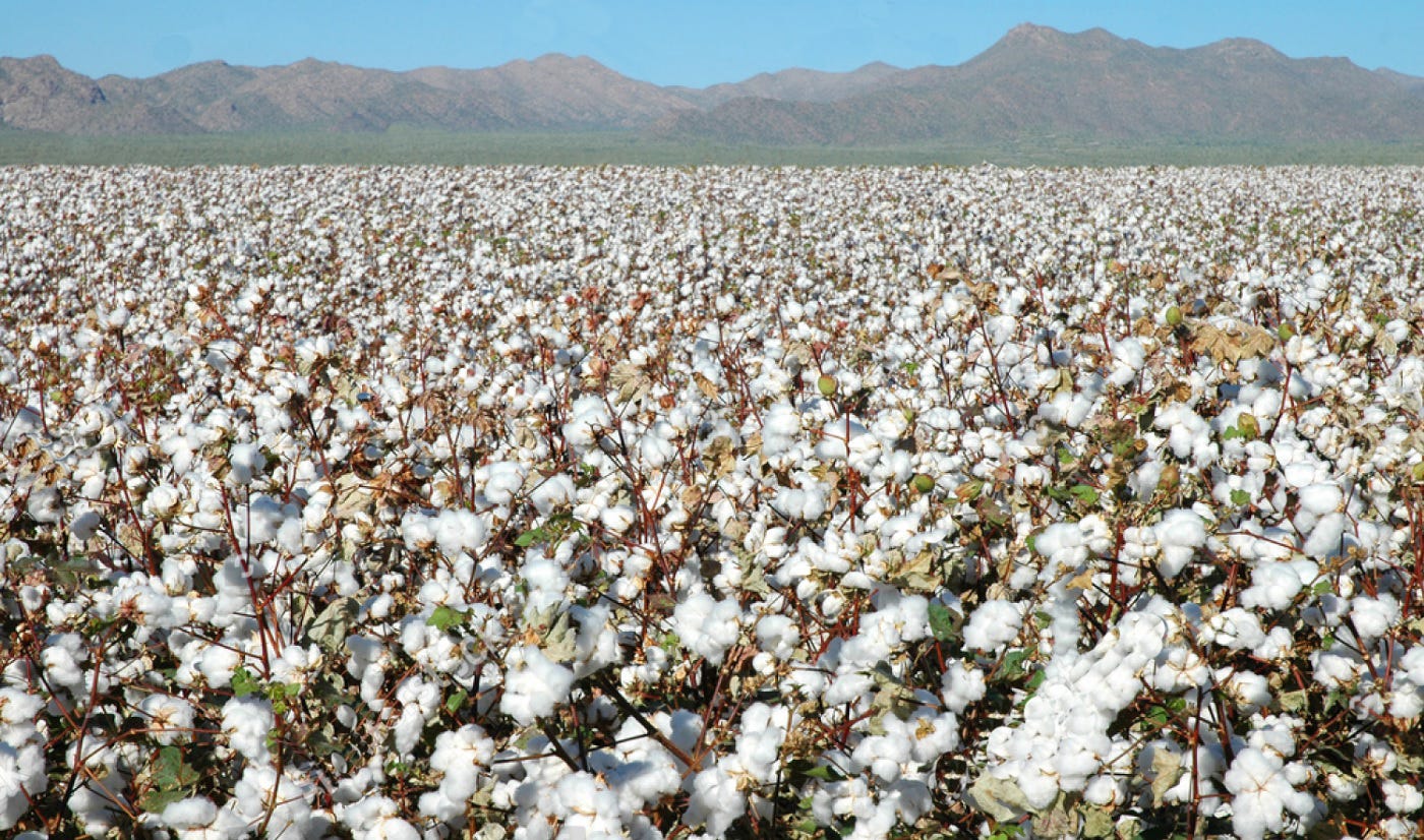 Why Cotton Is Bad Jason Spitkoski Medium