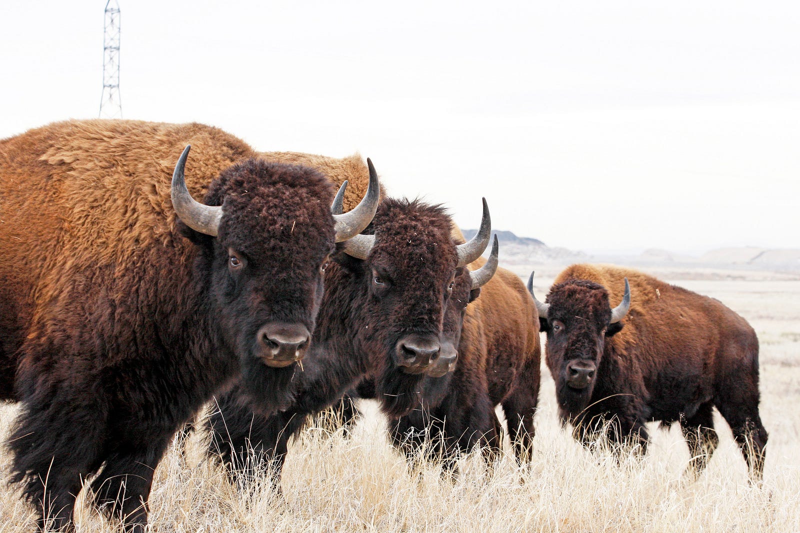 bison-conservation-a-lesson-in-patience-updates-from-the-u-s-fish