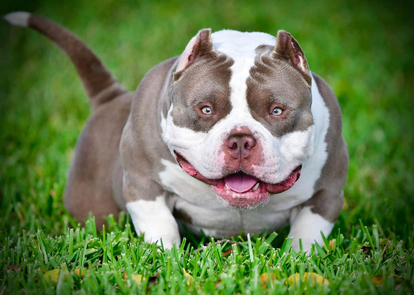 Everything You Need To Know About The American Bully Breed Health Everything You Need To Know About The American Bully Breed Health